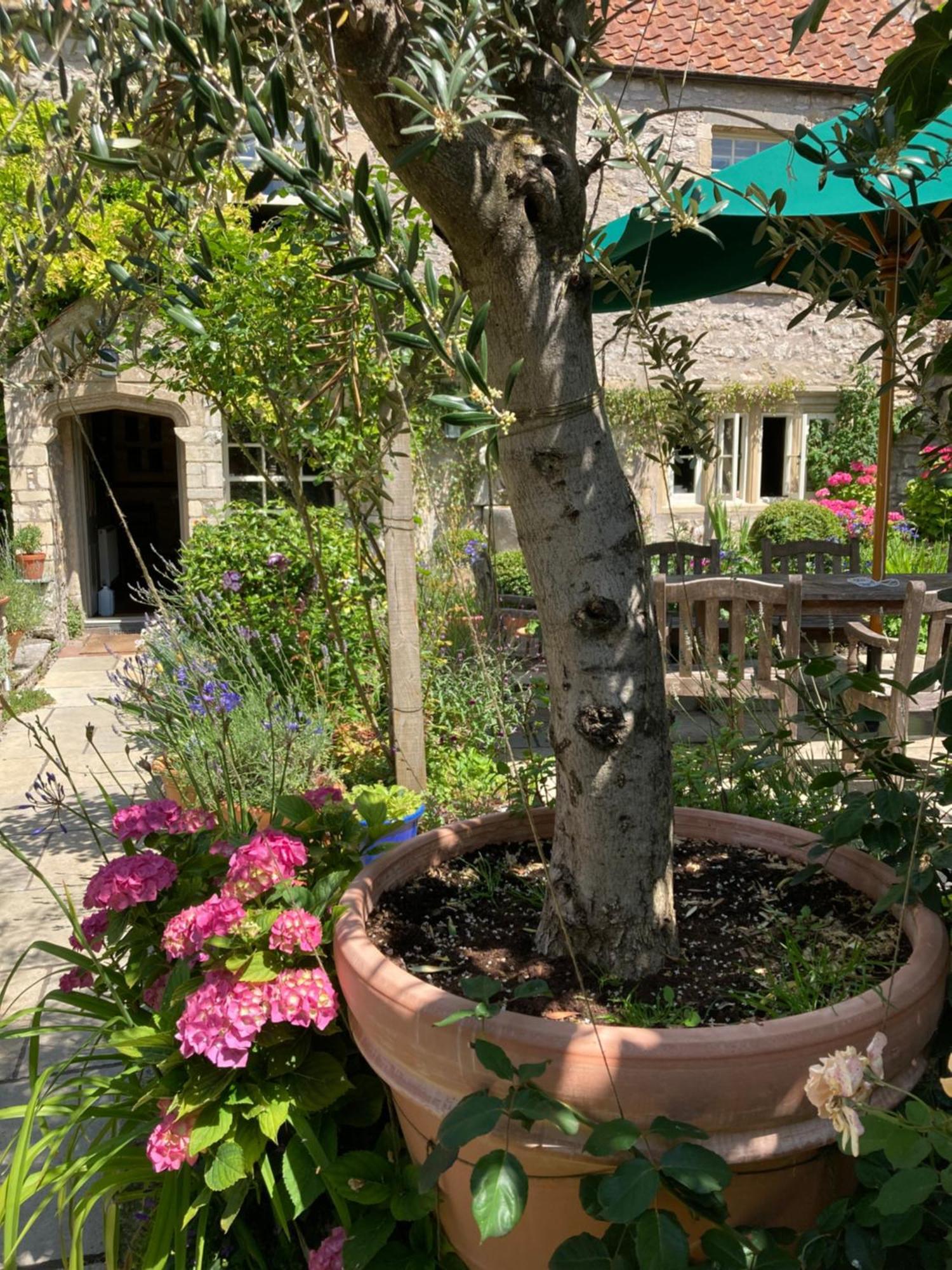 Bed and Breakfast Maplestone Shepton Mallet Exteriér fotografie